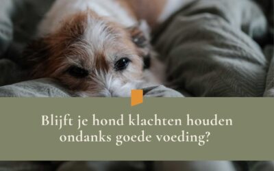 Hond blijft klachten houden ondanks goede voeding? Dit is wat er vaak over het hoofd wordt gezien